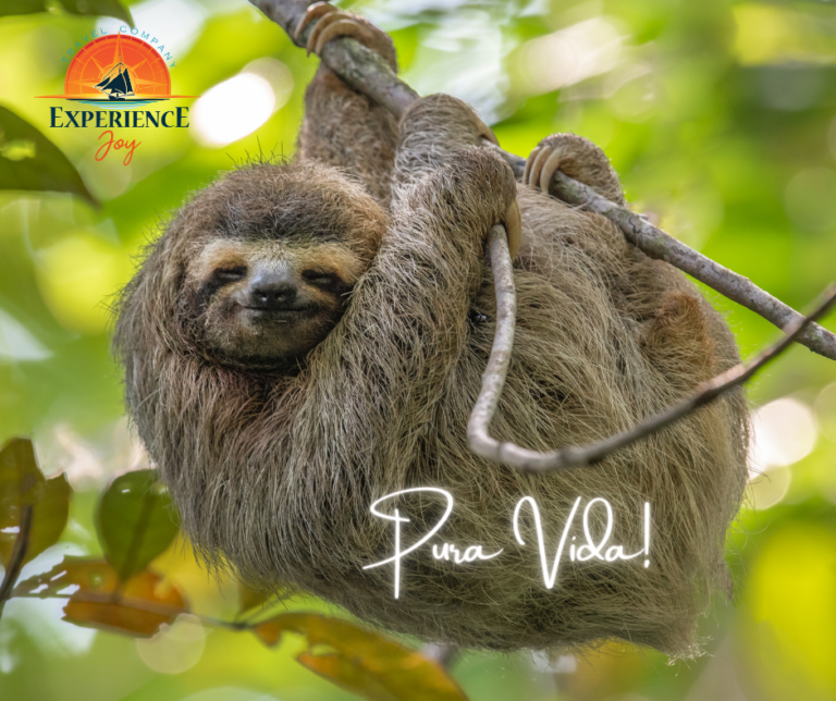 sloth pura vida 768x644