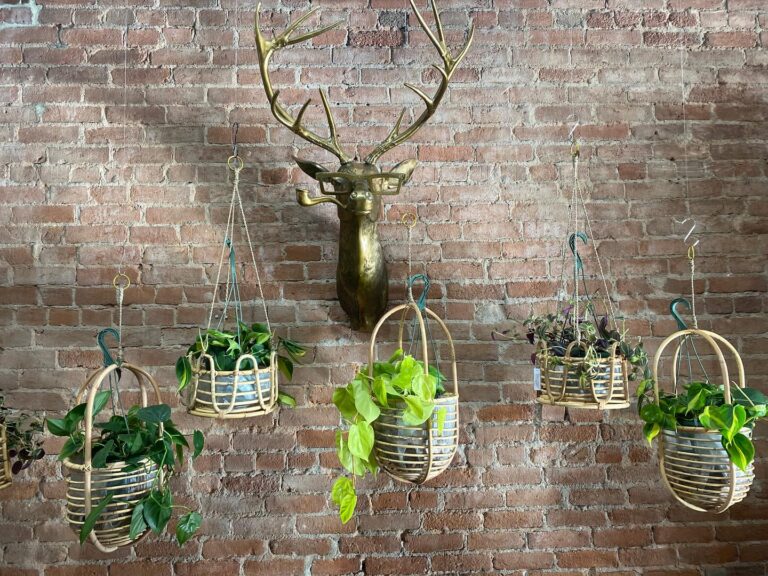 Bumble Wren 2 1 768x576